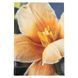 Книга записна Axent Flora 8423-27-A, А4, 192 аркуша, клітинка, жовта 8423-27-A фото 1