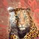 Колледж-блок А4 Premium, линия, 80 л. Safari 10-679 27 221 фото 3