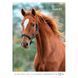 Календар настінний А3 2026 р., Horses 8804-26-3-a фото 12